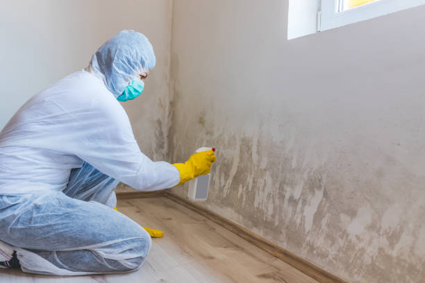 Licensed Black Mold Remediation service in South Orange, NJ - 24 Hour Mold Removal