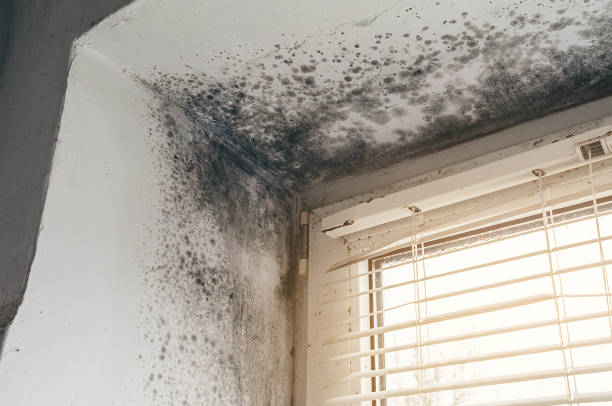 Affordable Black Mold Remediation solutions in South Orange, NJ