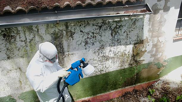Top rated local Black Mold Remediation specialists in South Orange, NJ